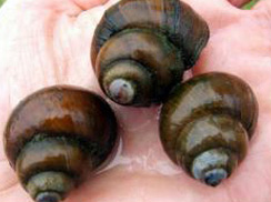 Snails