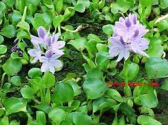 Water Hyacinth