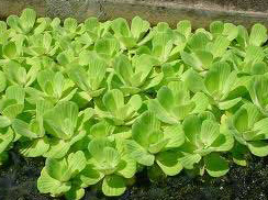 Water Lettuce