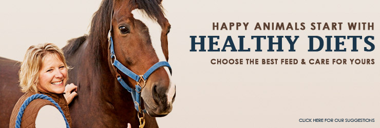Equine Healthy Diets