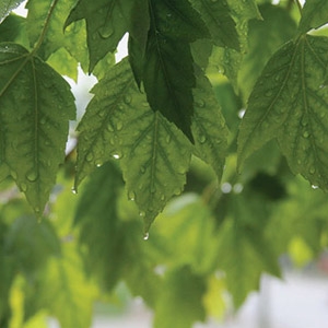 EZ Pick Bareroot Fruit Trees
