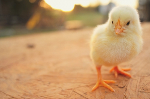 Chick Days!