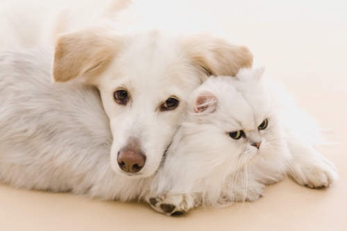 Danbury Agway VIP Pet Care Clinic