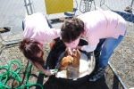 Pink 50 Dog Wash