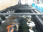 Pond Shop and Fish Barn