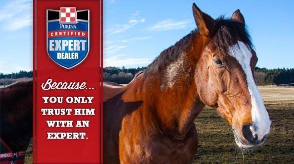 Horse ad