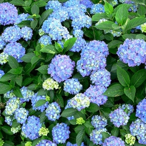 Hydrangeas 101
