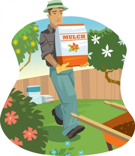 Cocoa Mulch is Back!