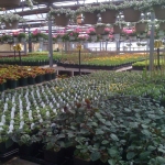 Schriemer's Home and Garden Showplace