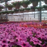  Schriemer's Home and Garden Showplace