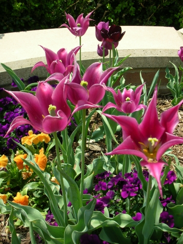 Green College Class: Perennials