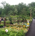 Colts Neck Nursery and Garden Center 