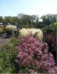 Colts Neck Nursery and Garden Center