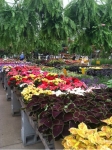 Colts Neck Nursery and Garden Center