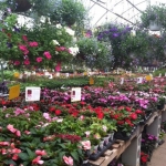 Colts Neck Nursery and Garden Center