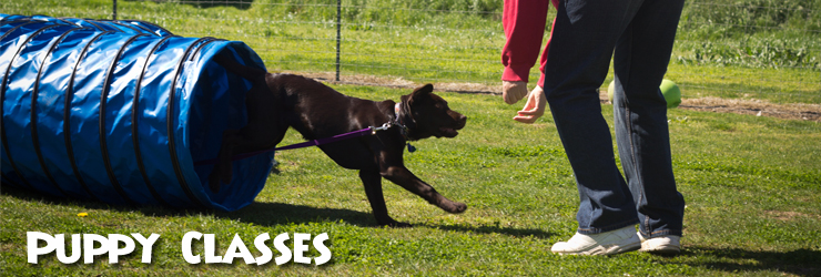 Puppy Classes