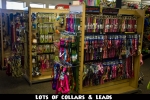 Collars & Leads