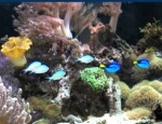 Client Tank
