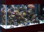 Client Tank