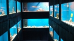 Saltwater Tanks