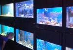 Saltwater Tanks