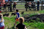 Pig Chase