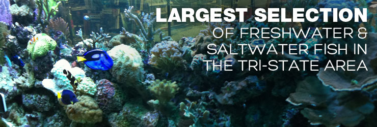 Saltwater