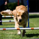 Beginning Agility
