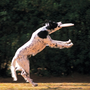 25% Off Any One Dog Toy