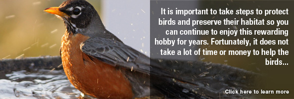 5 easy ways you can help birds