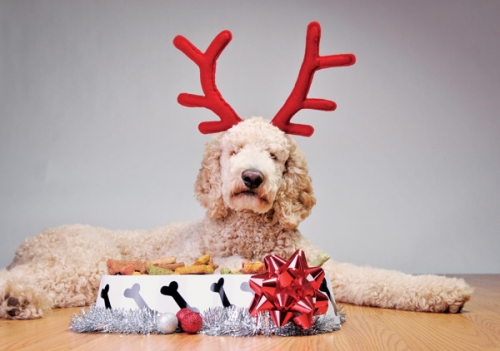 50% off All Christmas Toys