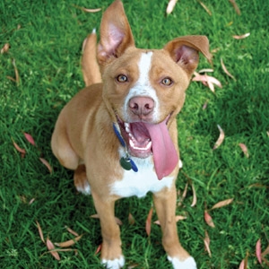 AKC Canine Good Citizen (CGC) Program