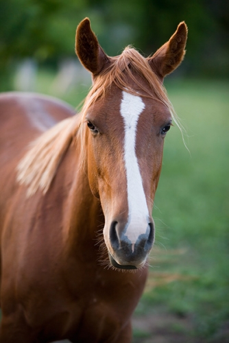 RCC Spring Spree - Open Horse Show Series