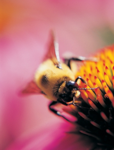 Green College Class: Mason Bees for Pollination
