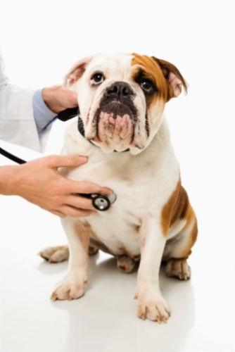 VIP Pet Care Clinics