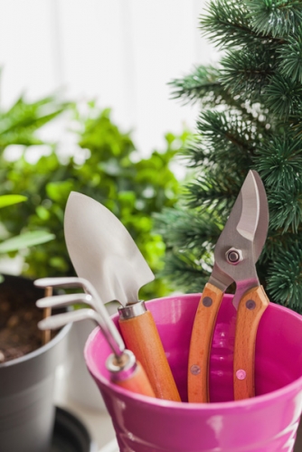 'Winter Pruning of Fruit Trees' classes: 11am-Noon & 1pm-2pm