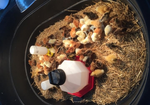 Chick At The Yukon Store