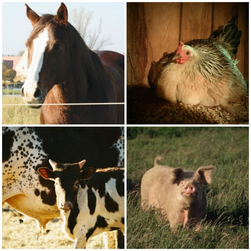 Truckload Feed Sale