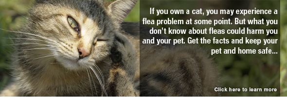Fleas & Your Cat?