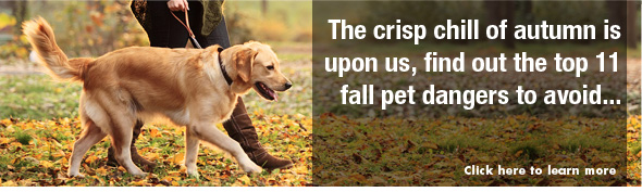 11 Fall Pet Dangers to Avoid