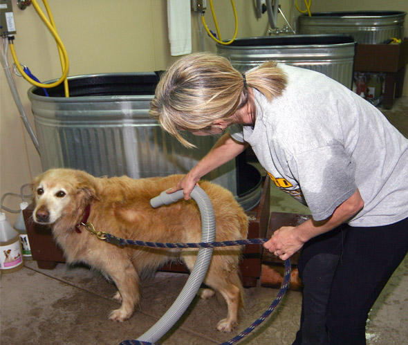 Dog Wash Customer 2