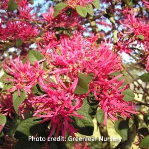 Lakeland Yard and Garden Center | Mississippi Red Loropetalum - Jackson
