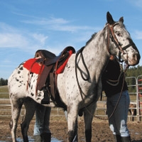 20% Off Horse Tack