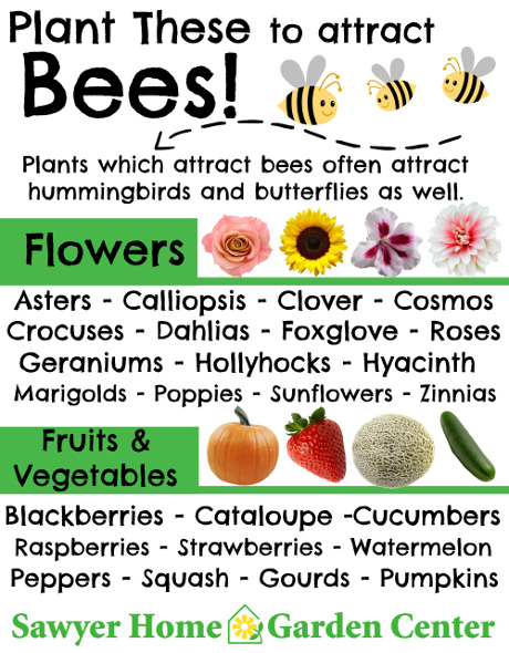What kinds of flowers are good for attracting bees?