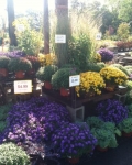 Fall at Brock Farms
