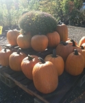 Fall at Brock Farms