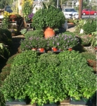 Fall at Brock Farms