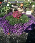 Fall at Brock Farms