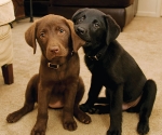 Puppies