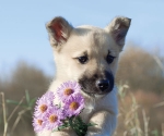 Puppies